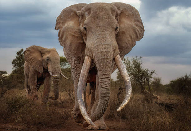 10 Mind-Blowing Facts About Animals You Never Knew