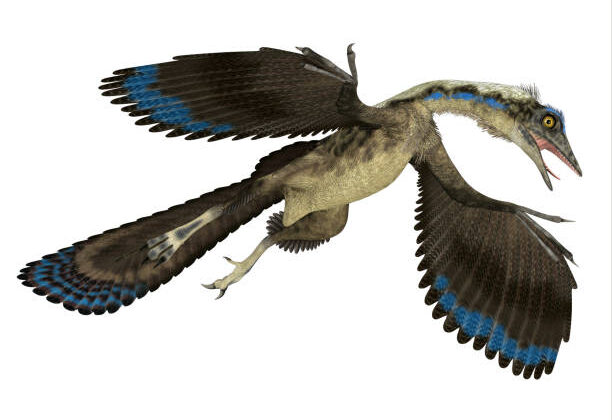 Archaeopteryx: 5 Facts About the First Bird in History