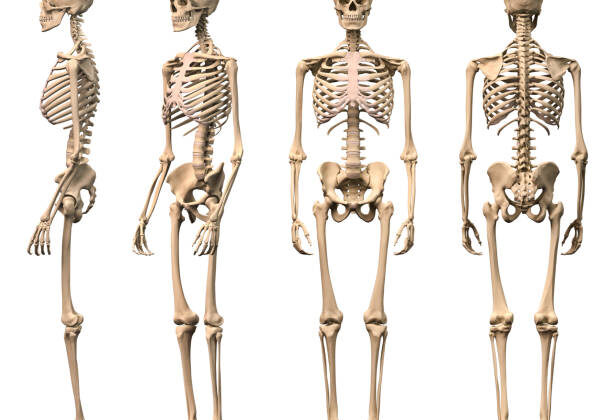 10 Mind-Blowing Facts About the Human Skeleton
