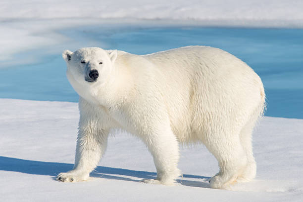 10 Incredible Polar Bear Facts You Should Know