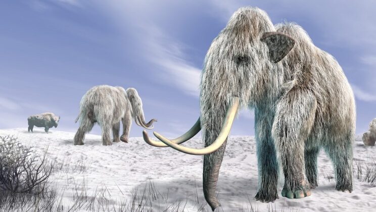 The Rise and Fall of the Woolly Mammoth: Can We Bring Them Back?