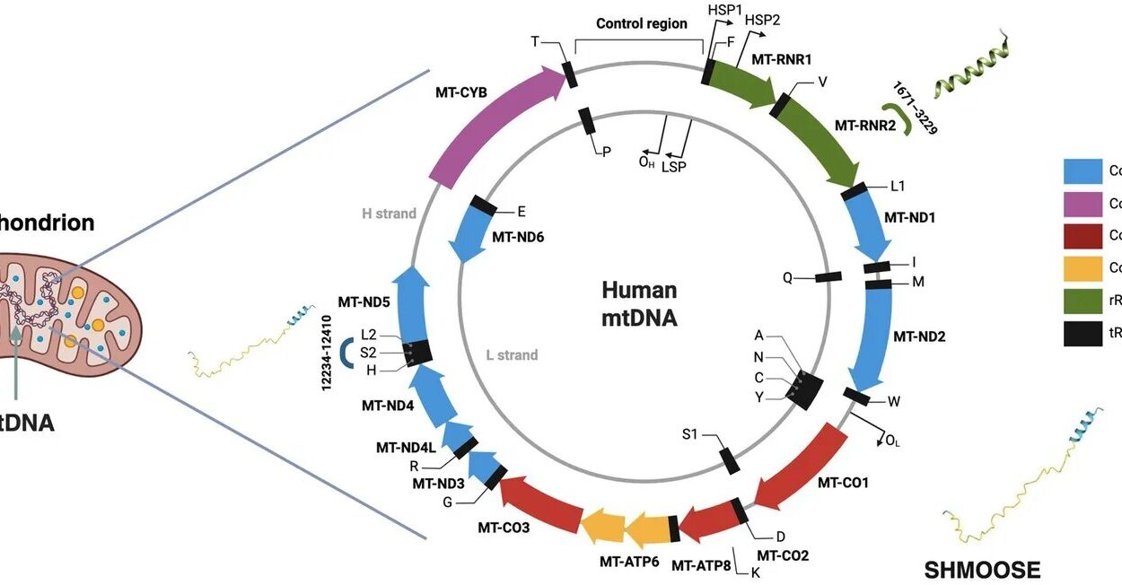 Your Mitochondria Are Eavesdropping on Your Dinner to Decide How Fast You Age
