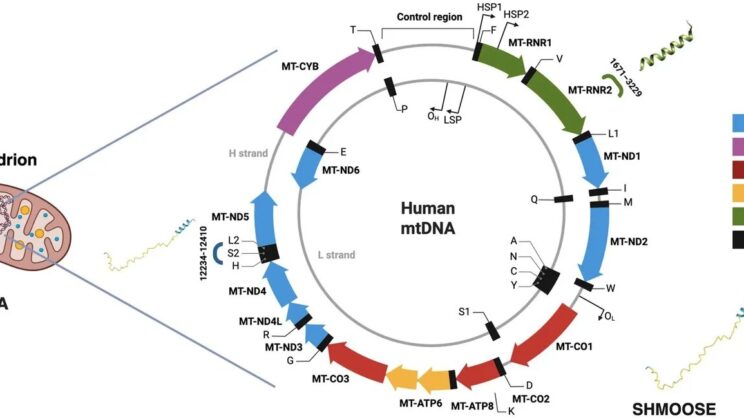 Your Mitochondria Are Eavesdropping on Your Dinner to Decide How Fast You Age