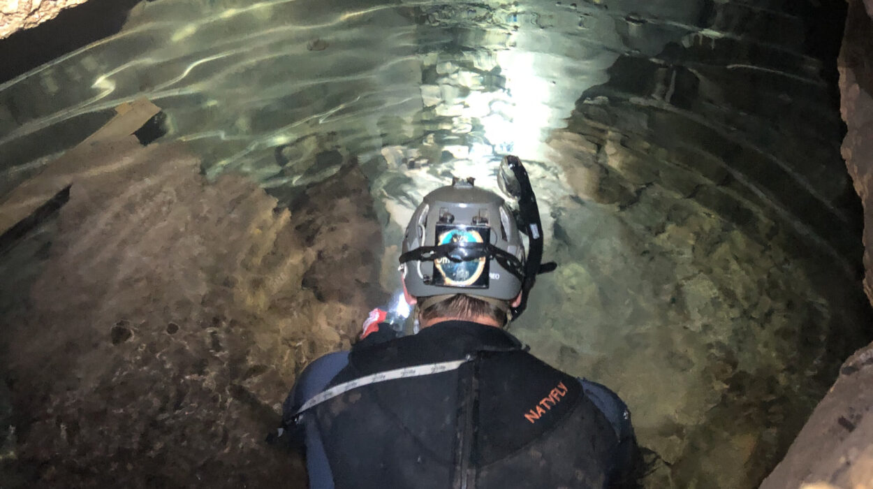 Giant Armadillos the Size of Lions Once Prowled the Lush Forests of Ancient Texas