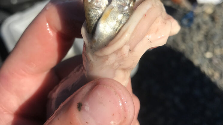 Warming Alaskan Rivers Are Turning Invasive Pike Into Supercharged Killing Machines