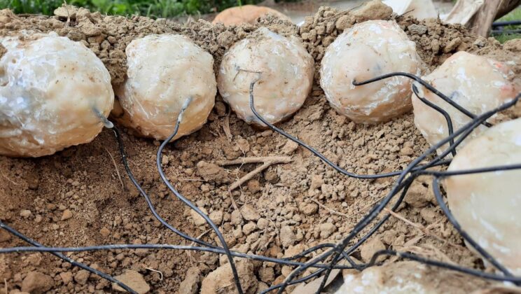 This Human Sized Dinosaur Was a Master of Using the Sun to Hatch Its Babies