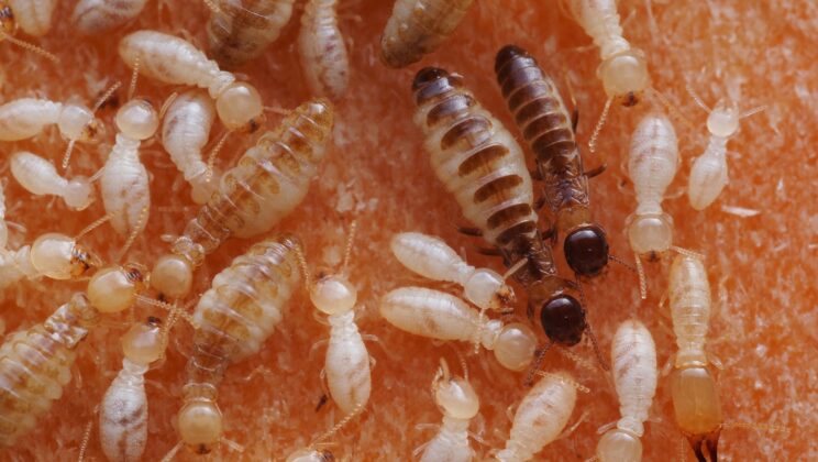 Scientists Finally Discover Why Entire Termite Cities Suddenly Turn Into Ghost Towns