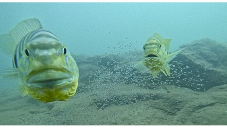 These African Fish Are Reading Your Eyes to Predict Your Next Move