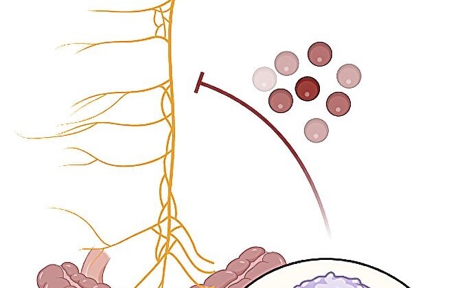 Your Memory Loss Might Not Be Starting in Your Brain at All