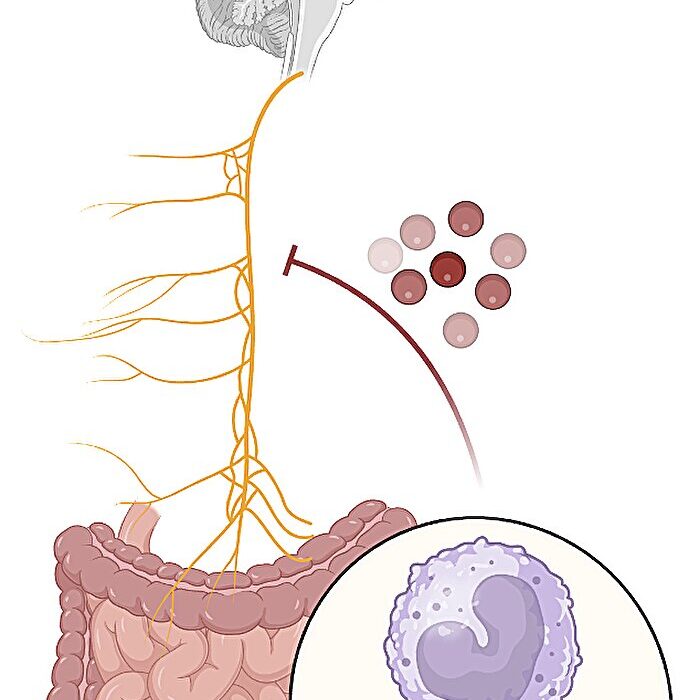 Your Memory Loss Might Not Be Starting in Your Brain at All