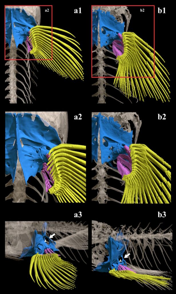 This Tiny African Fish Spends Ten Hours Climbing Vertical 50 Foot Waterfalls