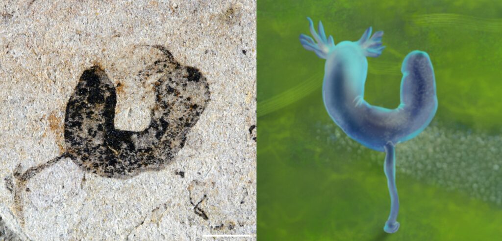 Scientists Discovered the 550 Million Year Old Ancestors of Humans Hiding in an Ancient Biological Desert