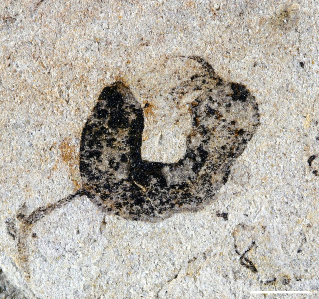 Scientists Discovered the 550 Million Year Old Ancestors of Humans Hiding in an Ancient Biological Desert - image 3