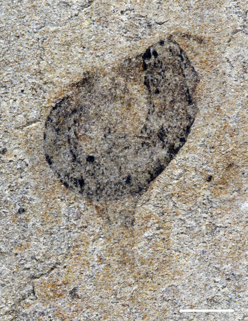 Scientists Discovered the 550 Million Year Old Ancestors of Humans Hiding in an Ancient Biological Desert - image 5