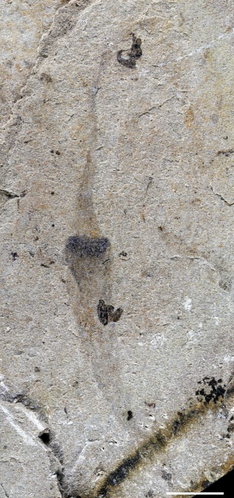 Scientists Discovered the 550 Million Year Old Ancestors of Humans Hiding in an Ancient Biological Desert - image 6