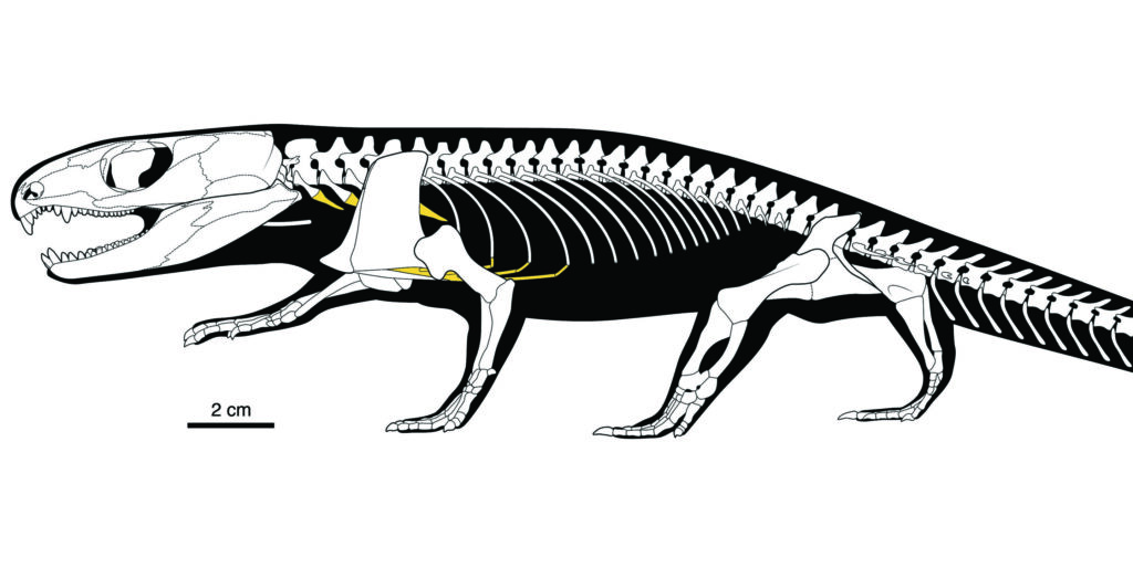 This Tiny 289 Million Year Old Lizard Invented the Way Humans Breathe Today - image 2
