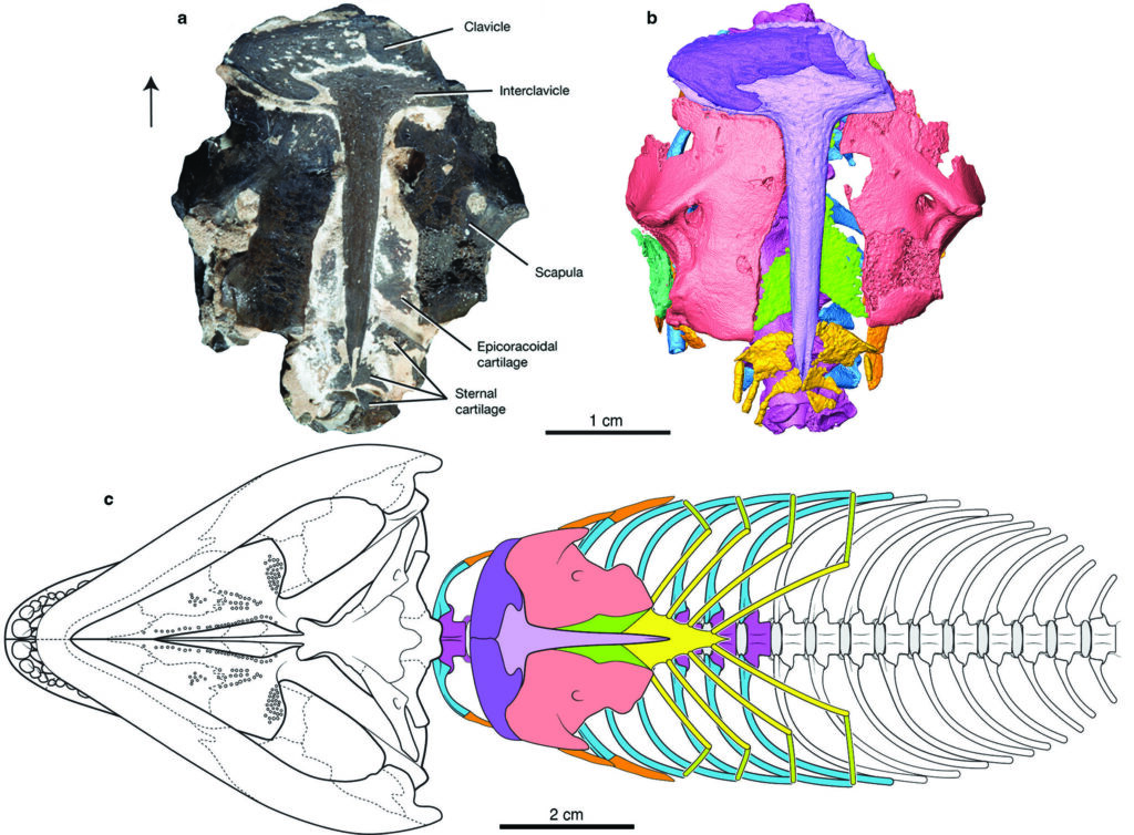 This Tiny 289 Million Year Old Lizard Invented the Way Humans Breathe Today
