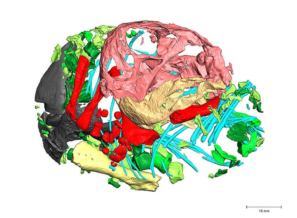This Tough Pig-Sized Ancestor Inherited the Earth After the Worlds Deadliest Extinction
