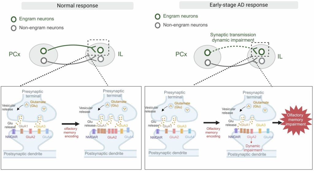 Your Nose Might Reveal Alzheimers Years Before You Start Losing Your Memory