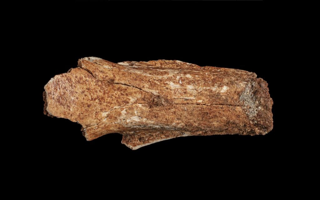 Scientists Discovered a Toddler Sized Giant Echidna That Once Ruled the Australian Ice Age