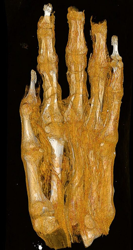 Scientists Discover Human Foot Hidden Inside 2,300-Year-Old Bird Mummy Bundle