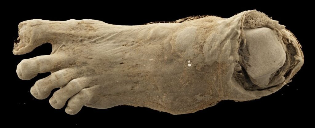 Scientists Discover Human Foot Hidden Inside 2,300-Year-Old Bird Mummy Bundle - image 3