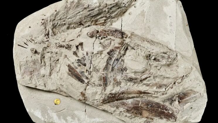 This Inedible Fish Survived the Dinosaur Extinction and We Finally Know How