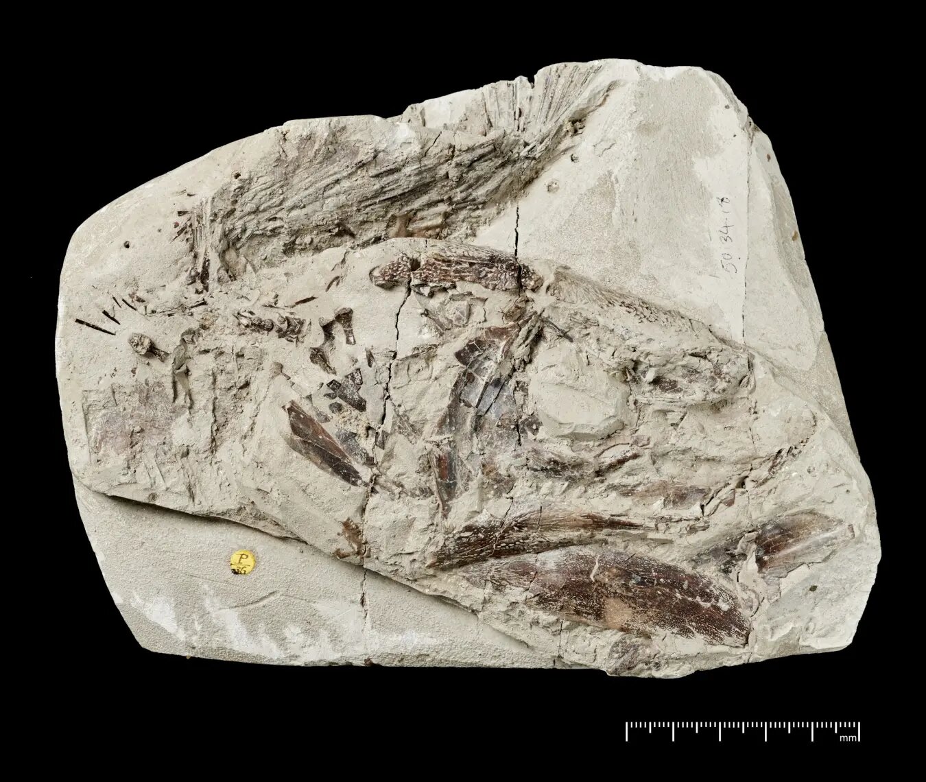 This Inedible Fish Survived the Dinosaur Extinction and We Finally Know How