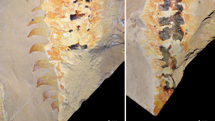 This Tiny Sea Predator Is the Half Billion Year Old Ancestor of Every Modern Scorpion