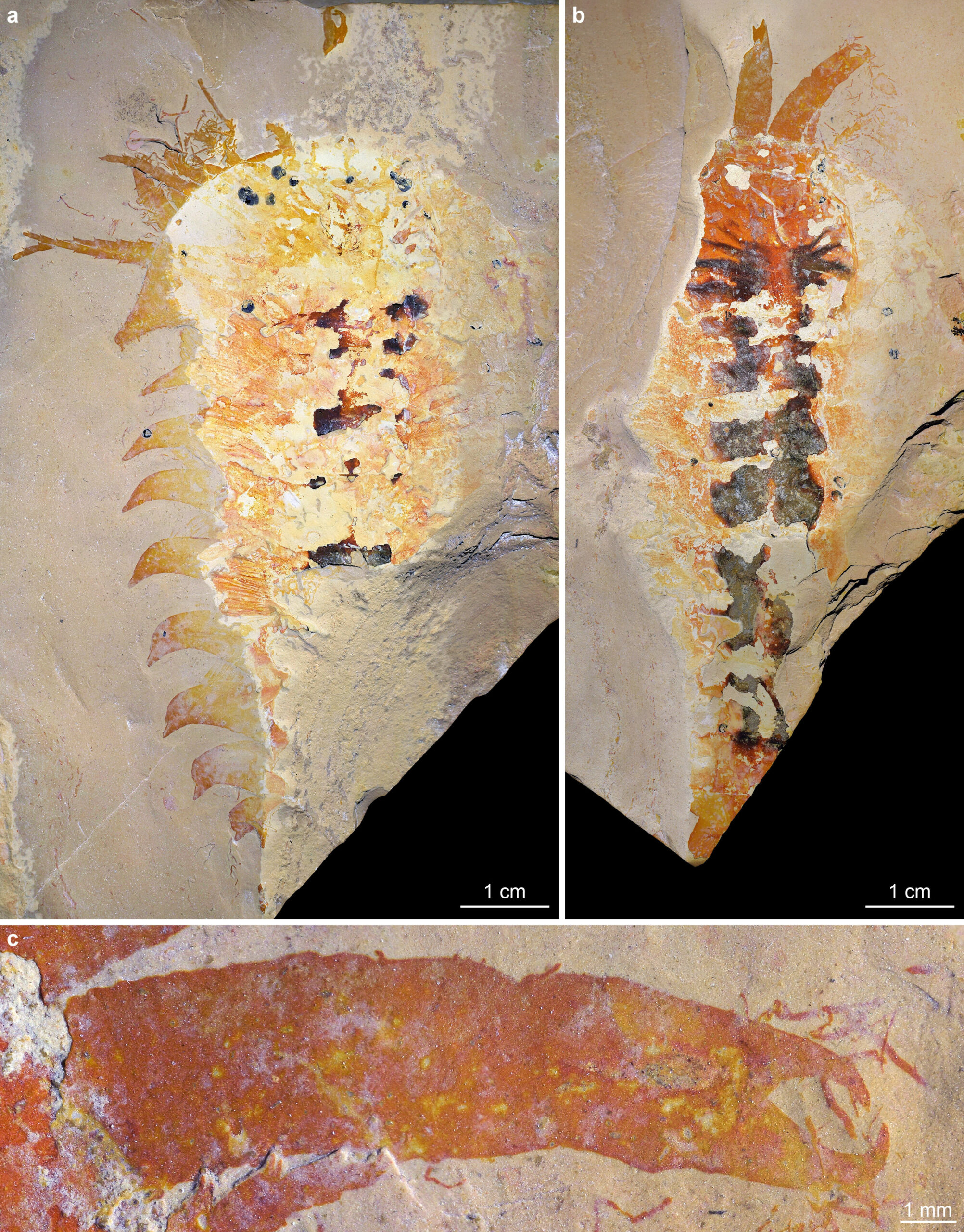 This Tiny Sea Predator Is the Half Billion Year Old Ancestor of Every Modern Scorpion