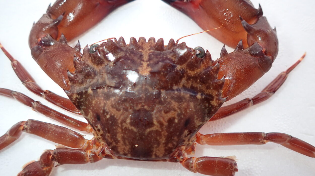 A Mysterious Red Sea Crab Is Quietly Claiming New Territory in Italy