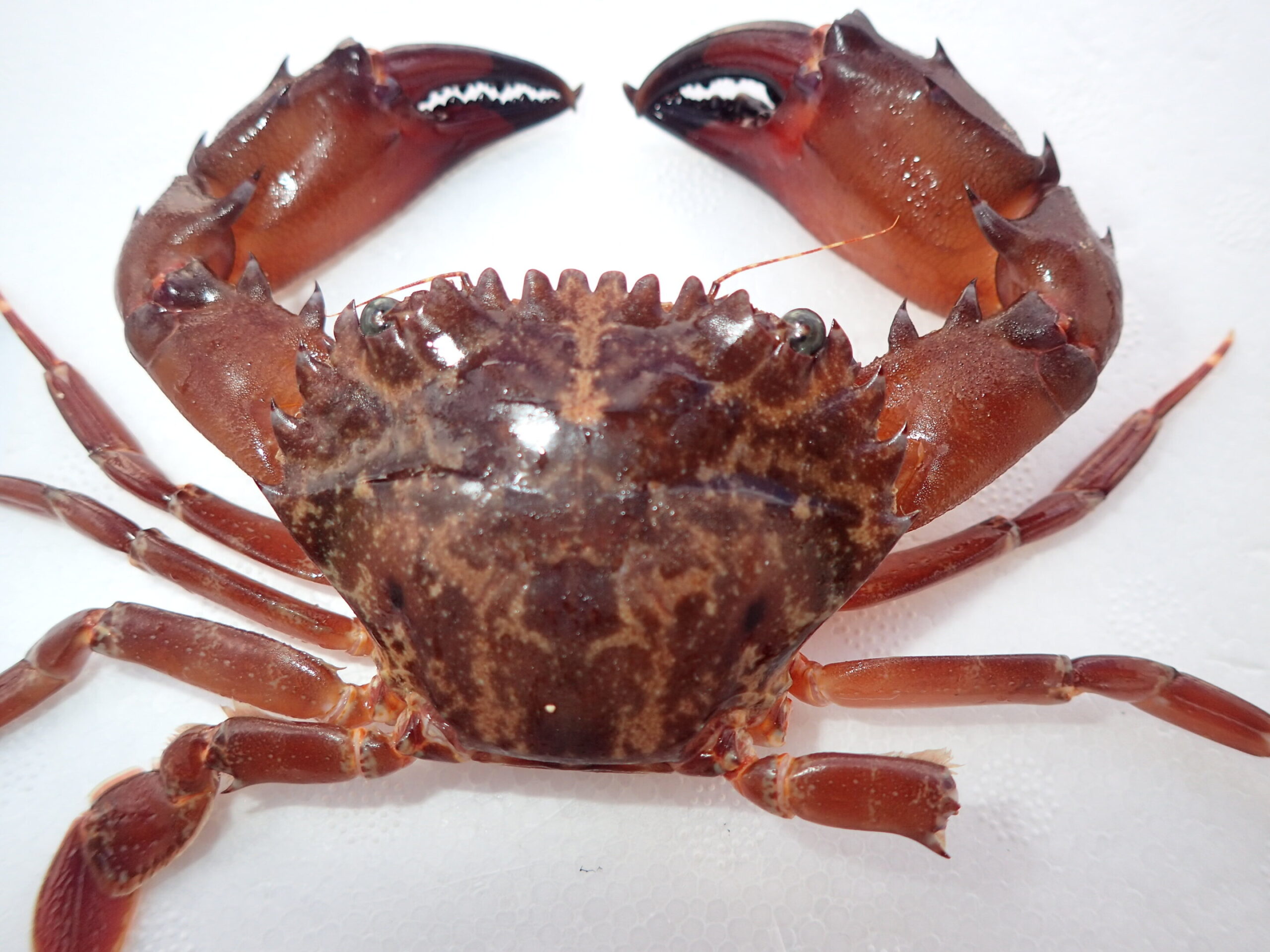 A Mysterious Red Sea Crab Is Quietly Claiming New Territory in Italy