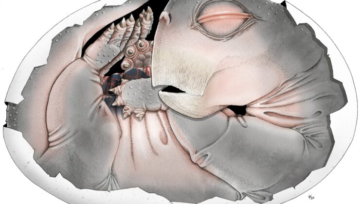 This Tough Pig-Sized Ancestor Inherited the Earth After the World’s Deadliest Extinction