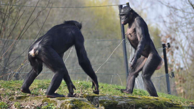 Scientists Discover a Darker Side to the Supposedly Gentle Bonobo