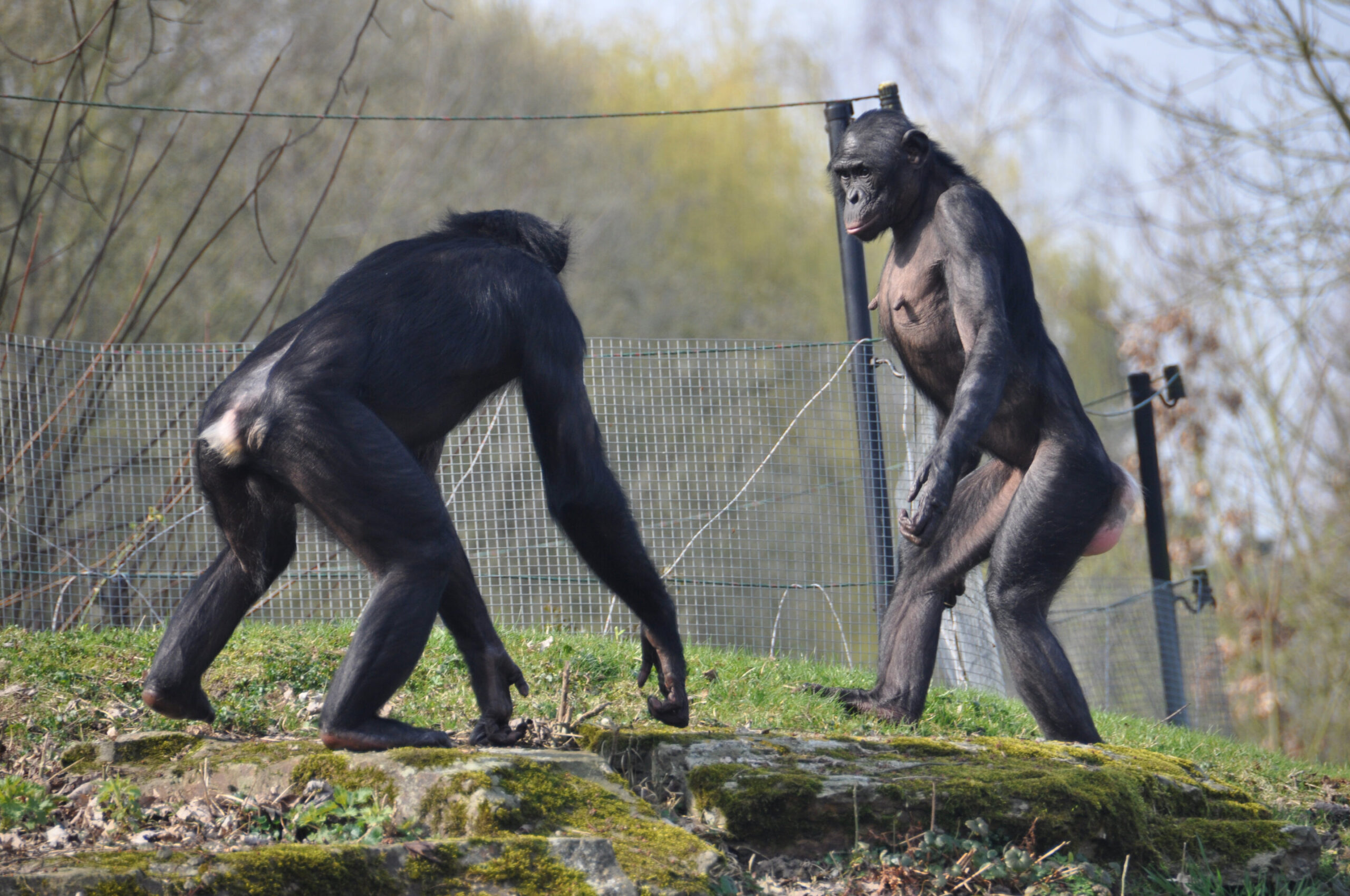 Scientists Discover a Darker Side to the Supposedly Gentle Bonobo