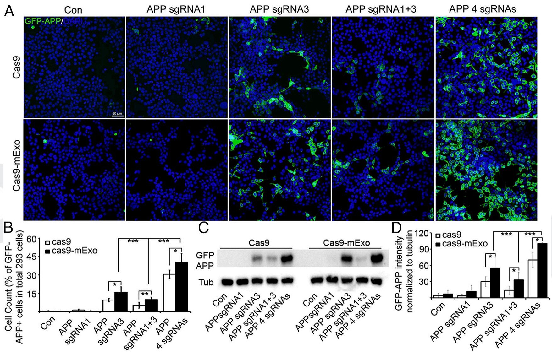 Scientists Discovered a Natural Kill Switch That Can Silence an Entire Extra Chromosome
