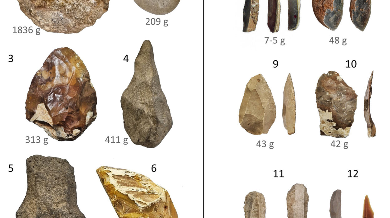 Ancient Humans Swapped Heavy Sledgehammers for Surgical Blades as the Giants Died Out