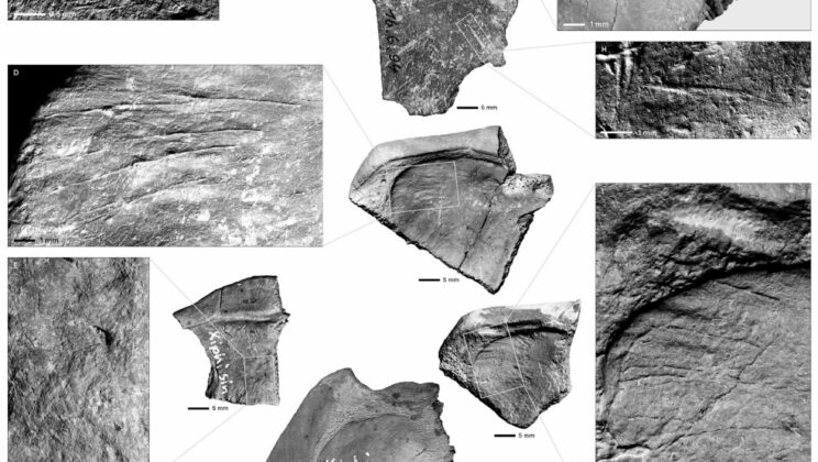 Neanderthals Used 125,000 Year Old Turtles to Build the World’s First Plastic Free Toolkits