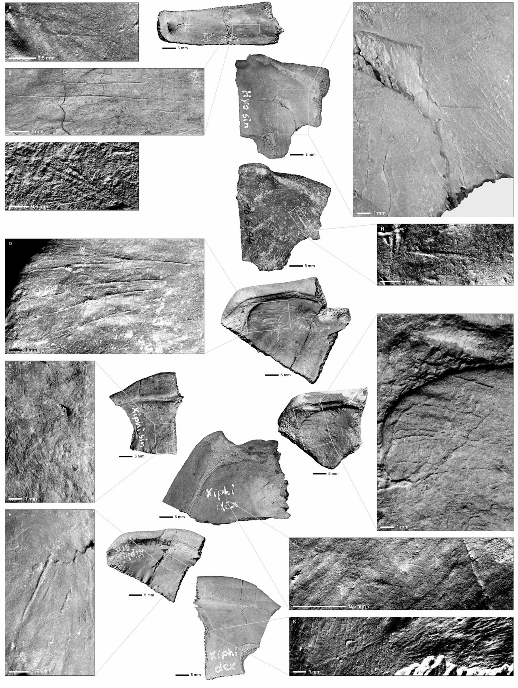 Neanderthals Used 125,000 Year Old Turtles to Build the Worlds First Plastic Free Toolkits