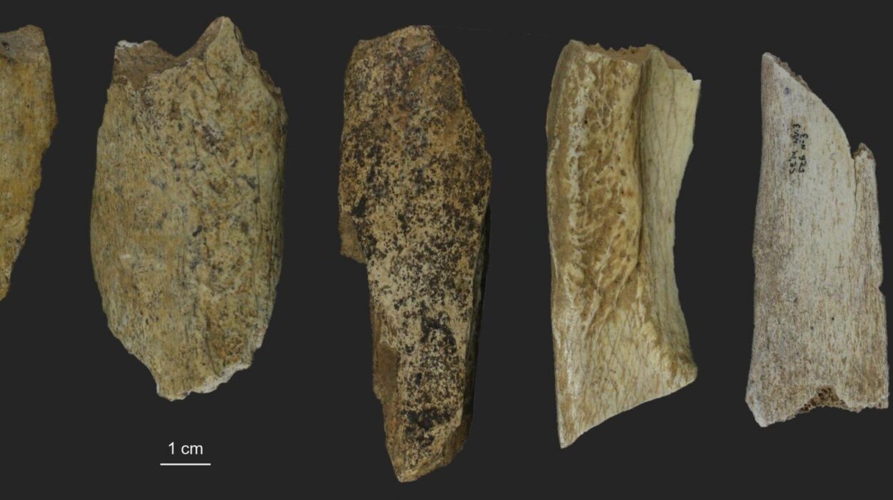 Ancient Bone Dust Reveals Neanderthals Were Much Better Hunters Than We Thought
