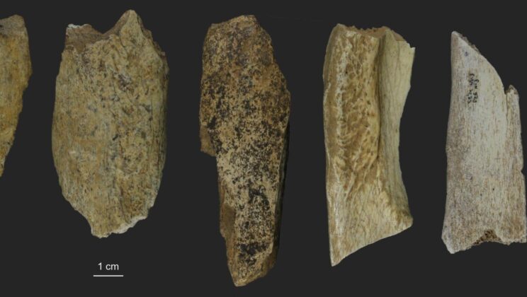 Ancient Bone Dust Reveals Neanderthals Were Much Better Hunters Than We Thought