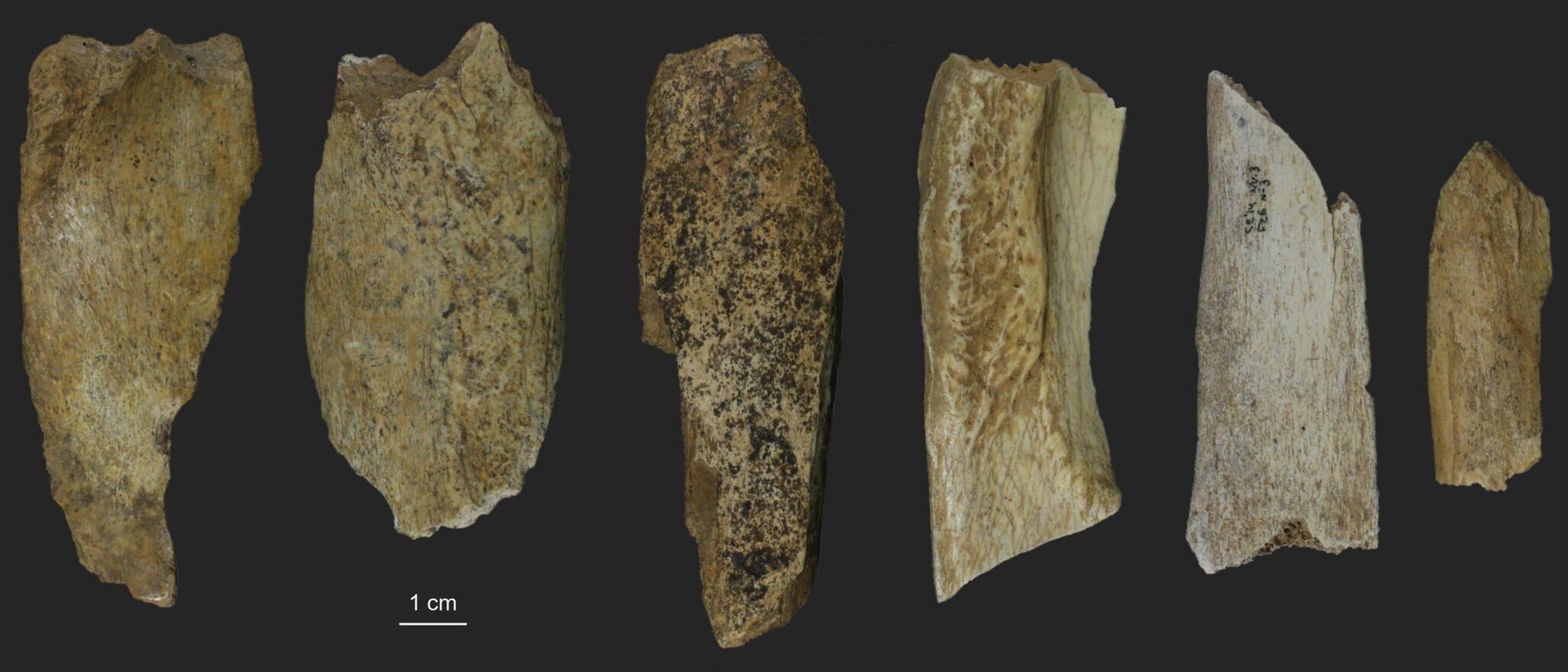 Ancient Bone Dust Reveals Neanderthals Were Much Better Hunters Than We Thought