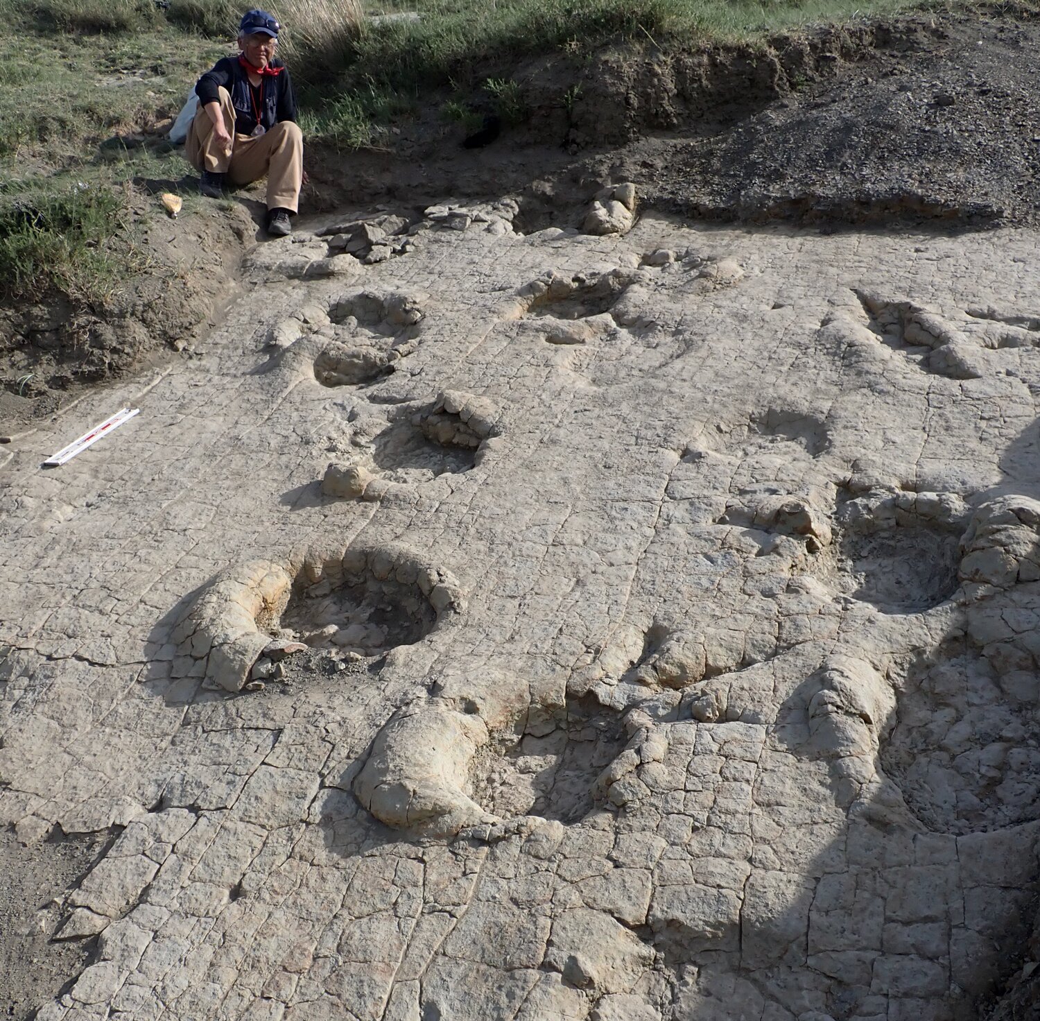 120-Million-Year-Old Footprints in Mongolia Reveal Massive Dinosaurs That Once Roamed a Forgotten Arctic World