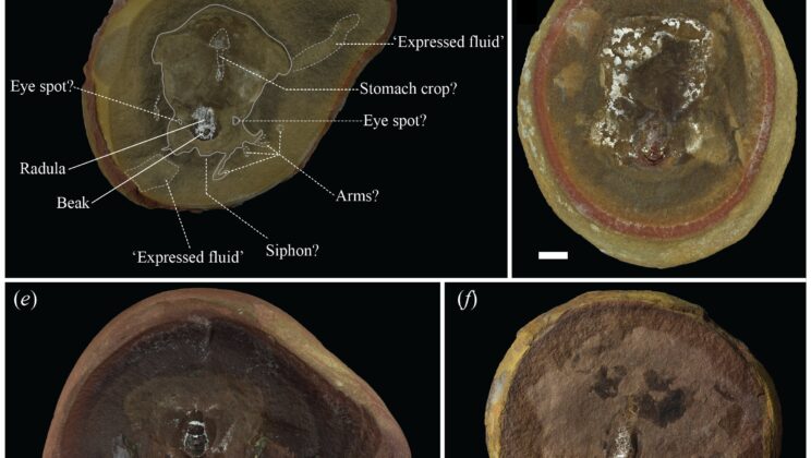 The World’s Oldest Octopus Was Actually a 300 Million Year Old Impostor