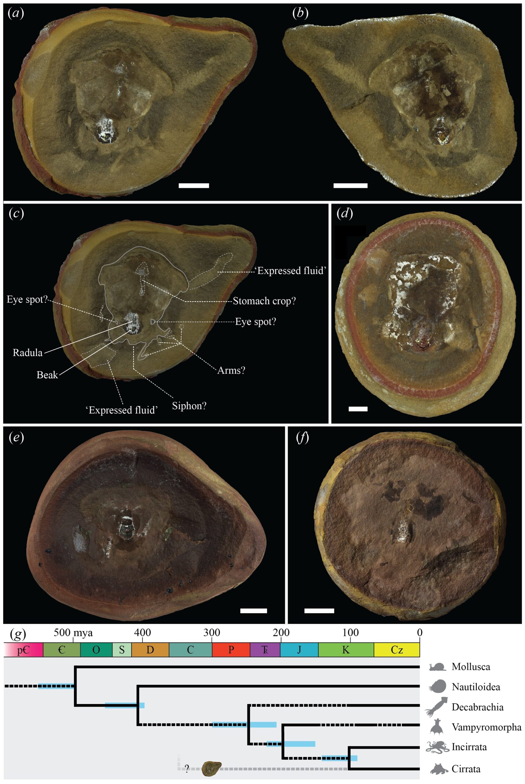 The Worlds Oldest Octopus Was Actually a 300 Million Year Old Impostor