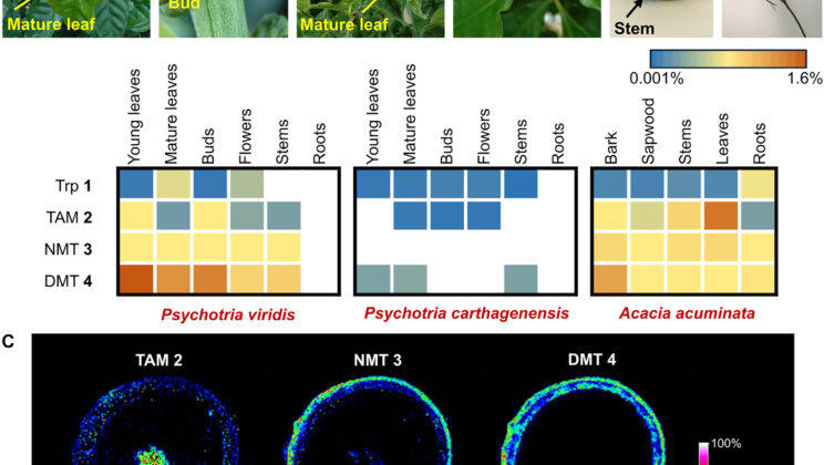 Scientists Turn Tobacco Plants Into Mini Factories for Life Saving Psychedelic Medicines
