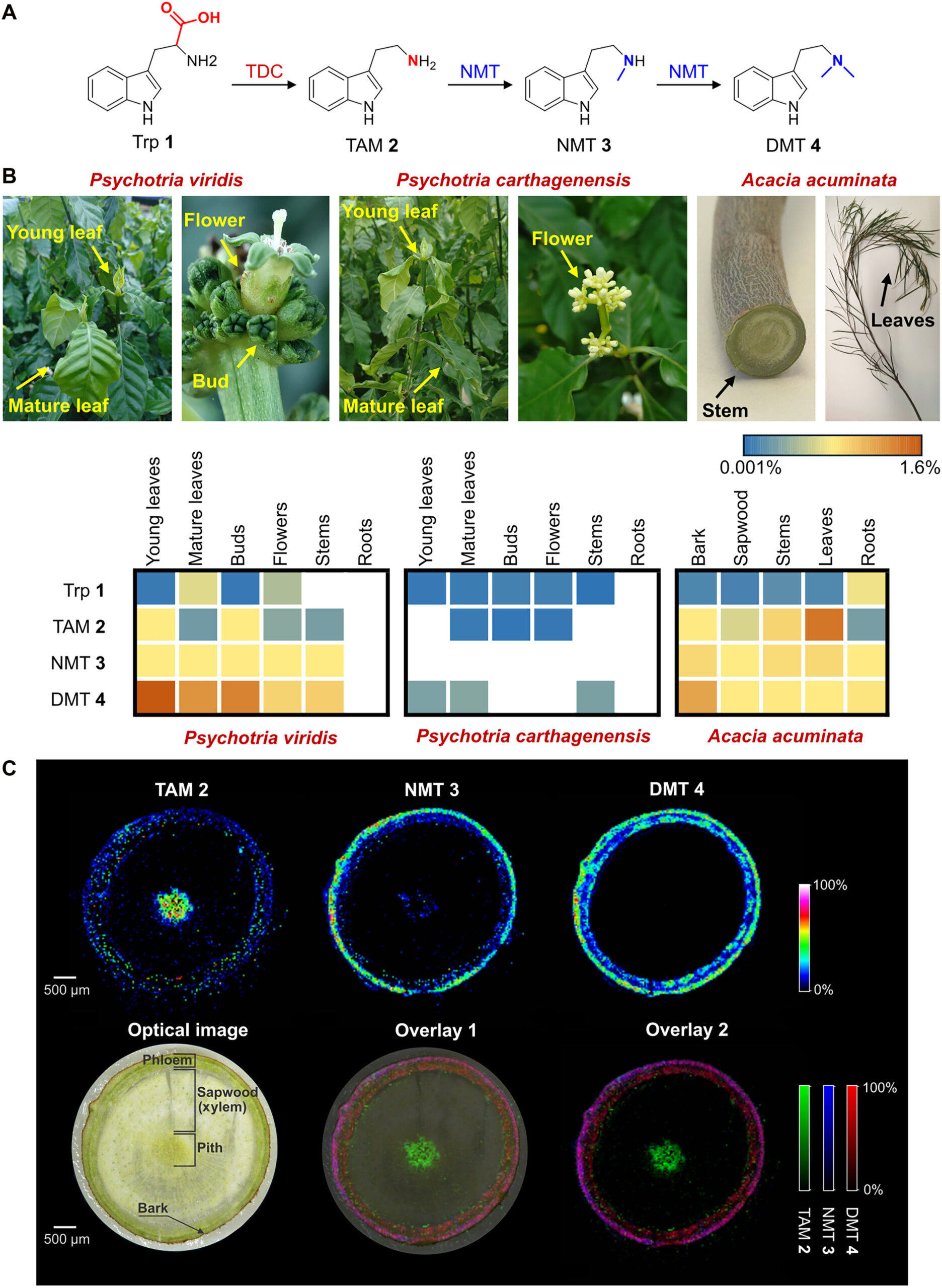 Scientists Turn Tobacco Plants Into Mini Factories for Life Saving Psychedelic Medicines