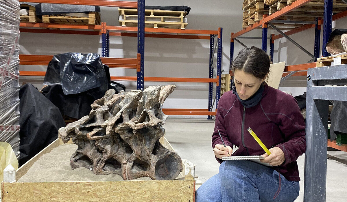 Scientists Found a New Dinosaur in Argentina That Is Half Brachiosaurus and Half Diplodocus