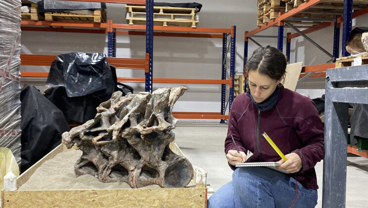 Scientists Found a New Dinosaur in Argentina That Is Half Brachiosaurus and Half Diplodocus