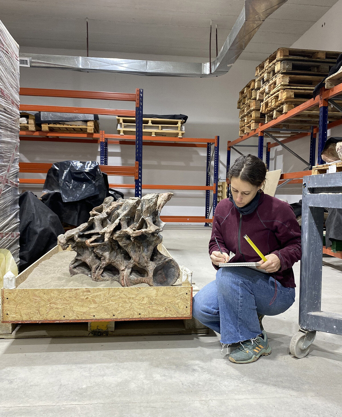 Scientists Found a New Dinosaur in Argentina That Is Half Brachiosaurus and Half Diplodocus